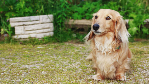 Mini long hotsell haired weiner dog